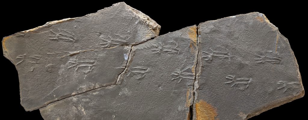 fossilized animal tracks