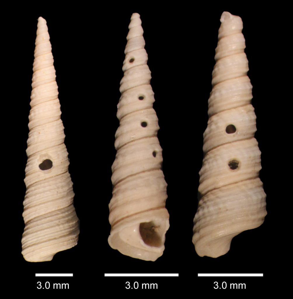 three turritellid shells with holes
