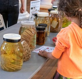 young child looks at biological sample jars